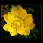 Hlaváček jarní...