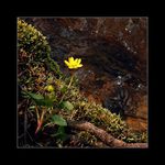 U potoka roste kvítí...