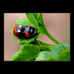 Slunéčko <b>čtverečkované</b>...