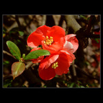 Chaenomeles - kdoulovec sličný