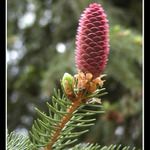 ...mladost=farebnost...