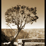 ..: Grand Canyon :..