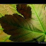 - JEN TAK - pro radost - II.