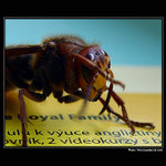  - A ZAS TA ANGLIČTINA -