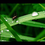 - KONÍK - Jen se napiju .......