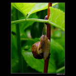 - Pozdrav Pánbůh sousede -