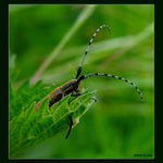 - Vytáhni mi tu nohu -