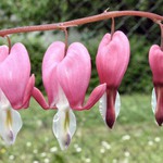 ..:: 4 visící ::..