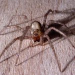 ..:: Roztomilý osminoháček ::..