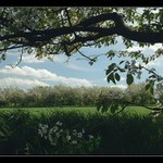 Pod rozkvetlým stromem ...