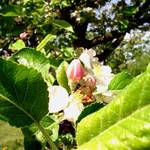 Rozvíjej se poupátko