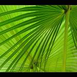 palm leafs...