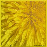 Žluté nadělení II