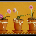 moje prvni kvetiny na PP