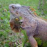Uražený leguan