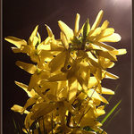 prvomájový zl. deštík