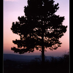 Strom nad městem II