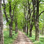 Alej v Karlových Varech good no??