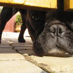 Foto malého Buldočka pod brankou plotu cca. 10cm