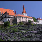 Znojmo v květ(n)u