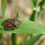 <i><b>Heteroptera</b></i>