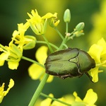 <i><b>Potosia cuprea</b></i>