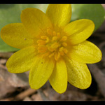 rastie to pri potokoch ...