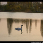 Pohodovka s labutou :)