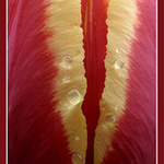 The Tulip