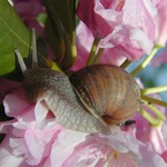 Šnečku, šnečku...