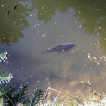 Kapři v lesním rybníčku