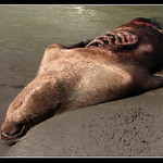 Smrt na plazi (pro Doru Roper)