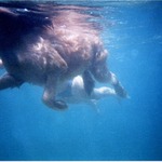 Dinko plava...:)