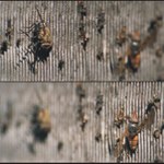 Bolek a Lolek na cestách