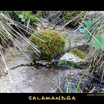 salamandra