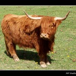 texas v okr. Ceska Lipa I.
