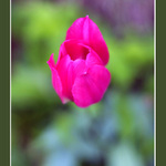 levitující tulipán