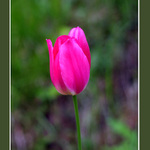 Osamocení