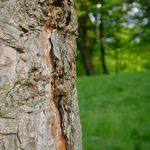 Schovavacka v lese...