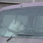 Pes a jeho myslienky....:o)