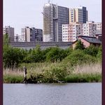 Milíčovský rybník