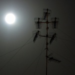 Nocturnal