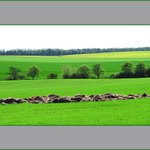 Obiloviny a olejniny