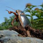 A země se zachvěla....o) Panceřák je tady...o)