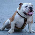 Nežehlená pleťovka