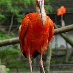 Ibis