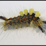 Orgyia antiqua