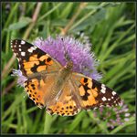 babočka bodláková