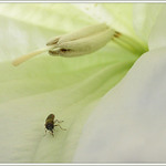 velký svět malého brouka III    ....  ;o)