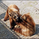 ...pane pojďte si hrát...